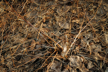 枯れ草　