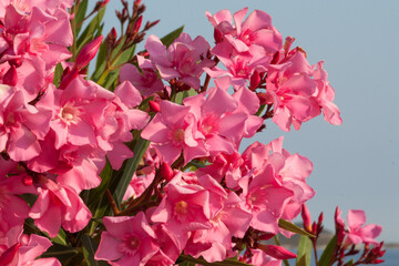 Close up of a pink bougainvillea on the Greek island of Andros. A small island in the background