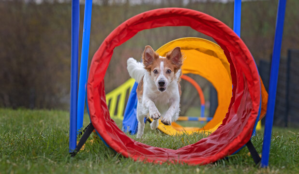 border collie dog hoopers agility