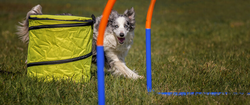 bordercollie hoopers agility
