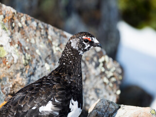ライチョウ雄(rock ptarmigan)