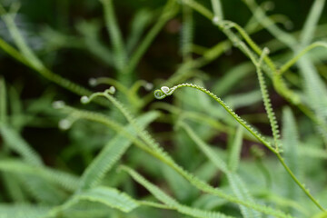 Closeup nature view of beautiful fern on blurred greenery background in garden with copy space for text using as background natural green plants landscape, ecology, fresh cover page concept.