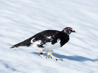 Obraz premium 5月のライチョウ雄(rock ptarmigan)