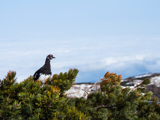 ライチョウと雲海(rock ptarmigan)