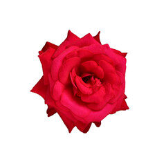 Bright red rose flower isolated on white background. Element for design. Clip art for further work