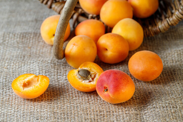 Fresh ripe apricots  falling from wicker basket on jute sack.