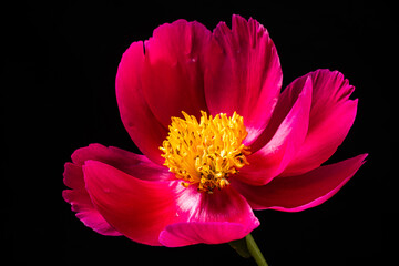 peony on the black background