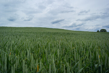 Magnificent ears of elite barley in the field.