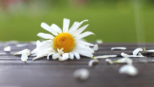 White petals are falling on the head of blooming daisy flower close. Chamomile on a wooden surface against a background of green grass