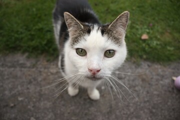 Obraz premium cat on the grass