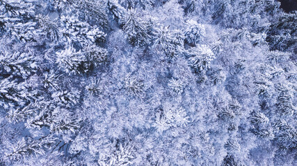 Treetops covered with hoarfrost in woods