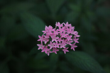 flower of a lilac