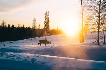Young wild animan on nordic destination wanderlust during morning sunset, noble deer walking on...