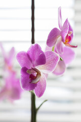 Fototapeta na wymiar pink orchid phalaenopsis