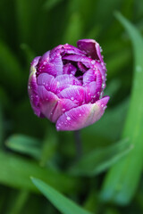 Flower in Rain