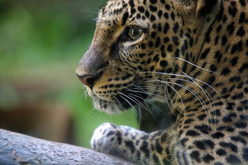 Fototapeta na wymiar The jaguar (Panthera onca) is a large felid species and the only living member of the genus Panthera native to the Americas. 