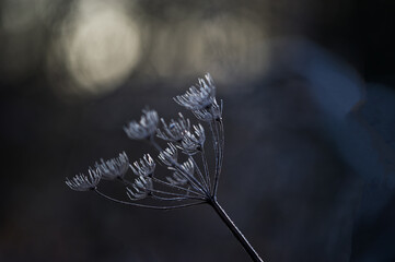 plant with hoar frost