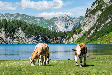 A herd of cows grazing on an alpine meadow at the foot of a high mountain with still snow. Alpine mountain lake and green nature in the middle of summer.