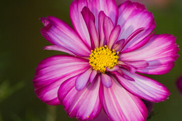 Fototapeta premium Pink Flower