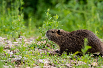 Nutria
