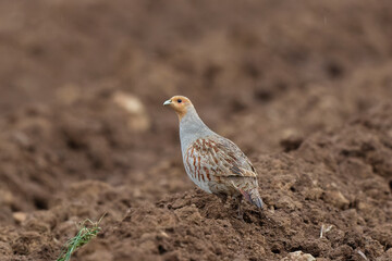 Grey Patridge Perdix perdix in close view