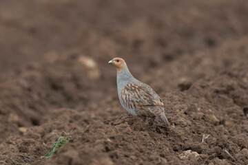 Grey Patridge Perdix perdix in close view