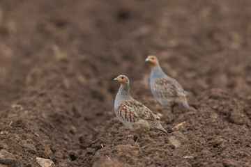 Grey Patridge Perdix perdix in close view
