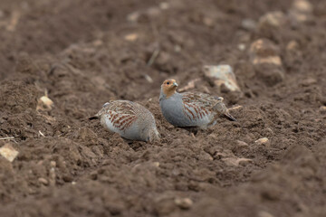 Grey Patridge Perdix perdix in close view