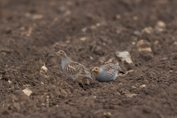 Grey Patridge Perdix perdix in close view