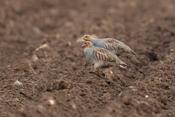 Grey Patridge Perdix perdix in close view
