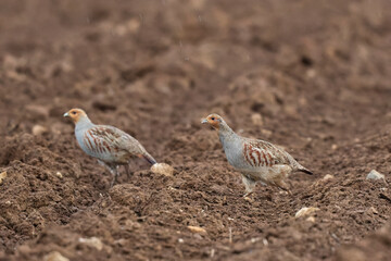 Grey Patridge Perdix perdix in close view