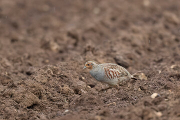 Grey Patridge Perdix perdix in close view