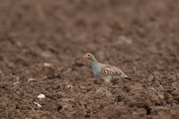 Grey Patridge Perdix perdix in close view