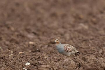 Grey Patridge Perdix perdix in close view