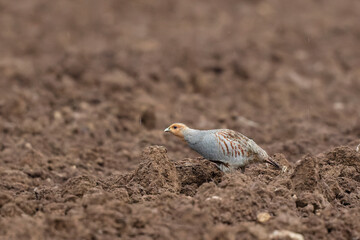 Grey Patridge Perdix perdix in close view
