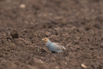 Grey Patridge Perdix perdix in close view