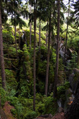 forest in the forest