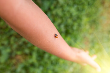Lady bug on hand. Child hand with ladybug.