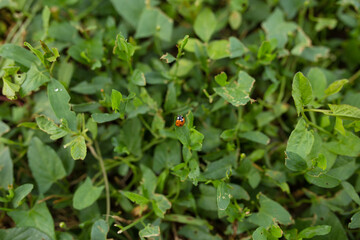 Fototapeta na wymiar Lady bug in garden. Ladybug is friend of gardener.
