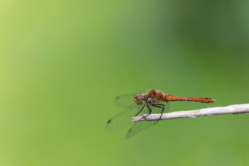 Sympetrum sanguineum Ruby Darter in close-up