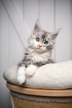 cute black silver torbie white maine coon kitten resting on cushion on top of scratching post looking at camera with copy space