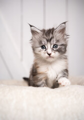 Naklejka na ściany i meble cute 8 week old black silver torbie white maine coon kitten portrait with copy space