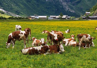Naklejka premium Rinder auf der Alm