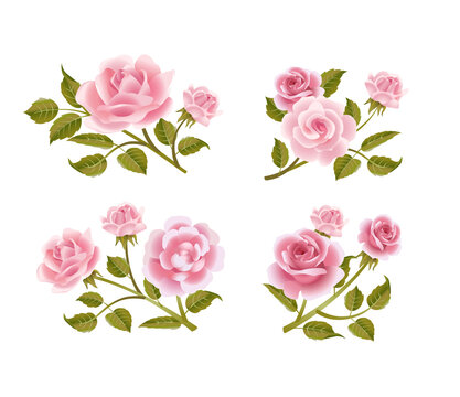 Vector rose buttonholes with pink roses.
