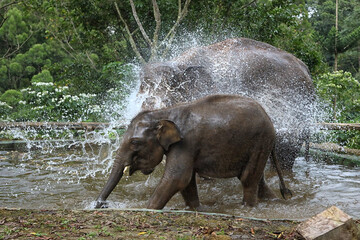 Elephants are the largest existing land animals. Three species are currently recognised: the African bush elephant, the African forest elephant, and the Asian elephant