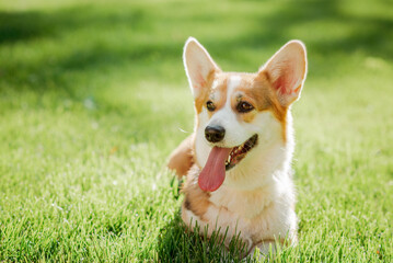 Portrait of a dog corgi breed on a background of green grass on a sunny day in summer