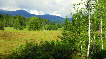 Naturschutzgebiet im Tiefenberger Moos bei Sonthofen im Allgäu mit naturbelassener Landschaft