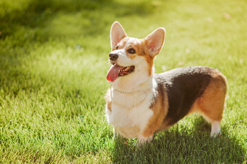 Portrait of a dog of the Corgi breed on a background of green grass on a sunny day in the park