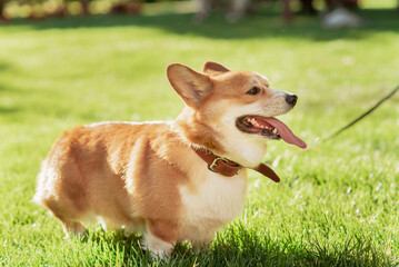 Portrait of a dog of the Corgi breed on a background of green grass on a sunny day in the park