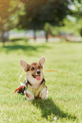 Portrait of a corgi puppy in summer on a background of grass on a sunny day